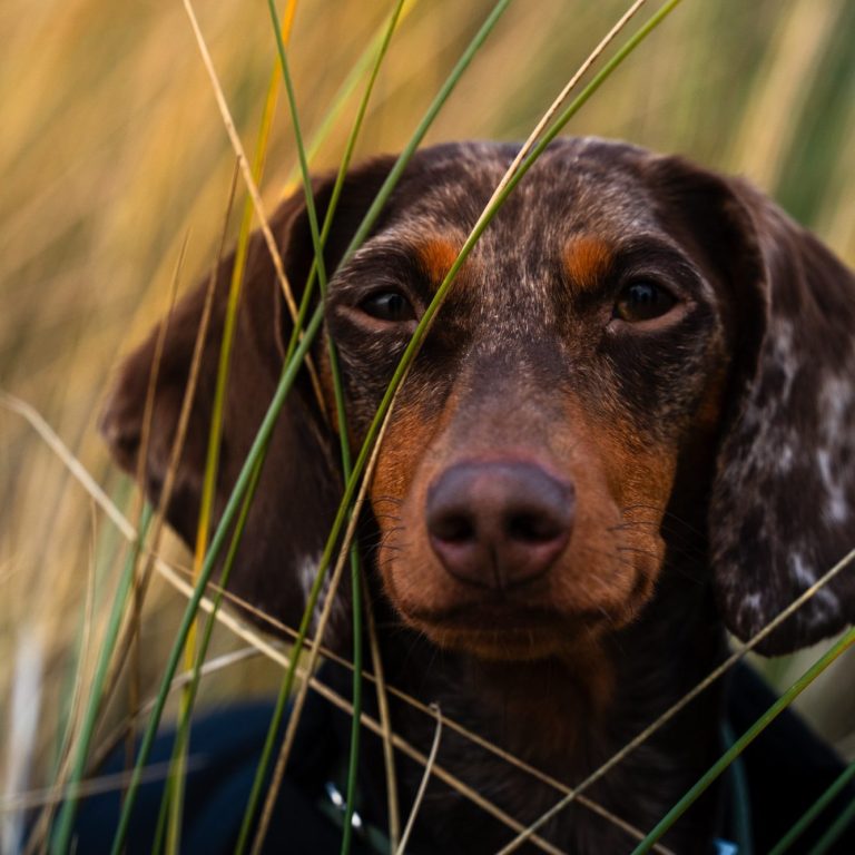 Tierfotograf Dortmund, Tierfotografie Dortmund, Tierfotos Dortmund, Hundefotografie Dortmund, Haustier Fotoshooting Dortmund